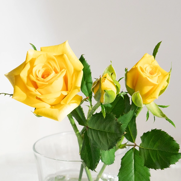 品種名ゴールドストライク