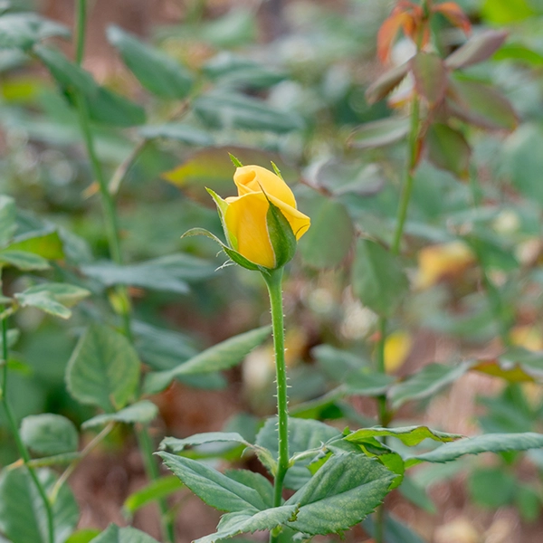 品種名ゴールドストライク