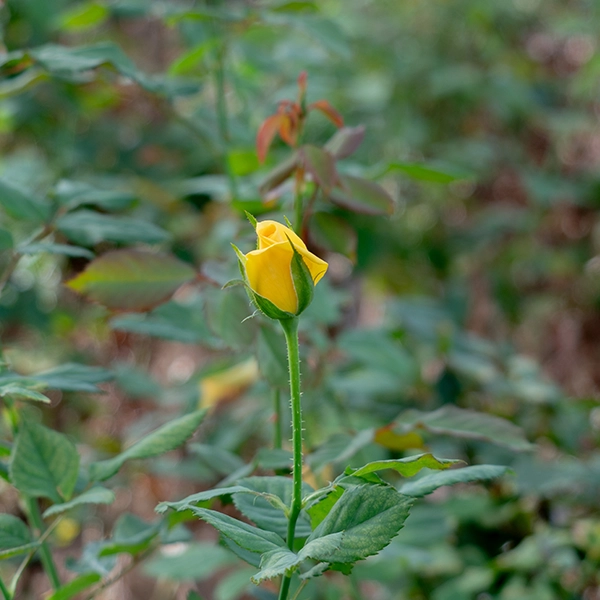 品種名ゴールドストライク