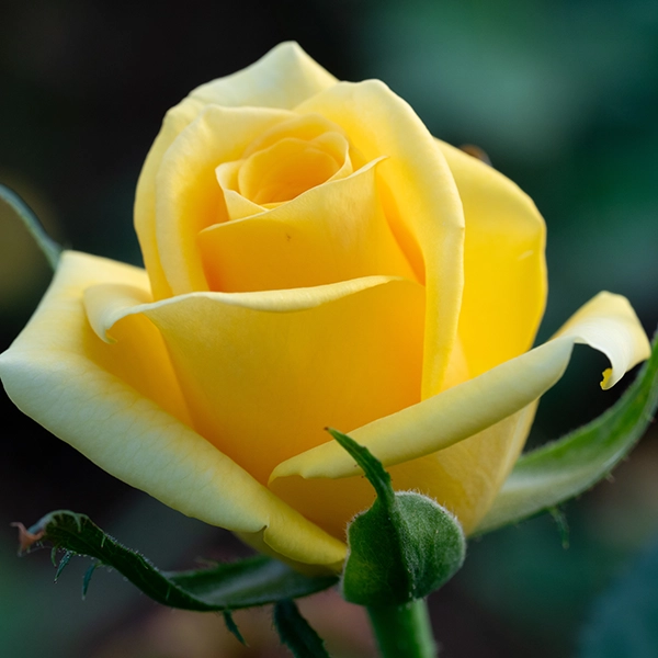 品種名ゴールドストライク