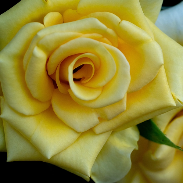 品種名ゴールドストライク