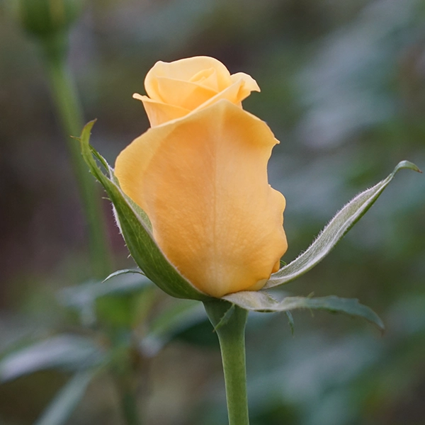 品種名ゴールドストライク