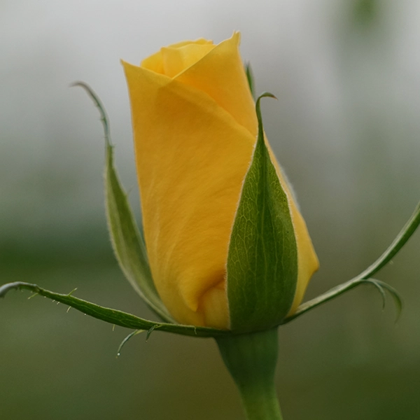 品種名ゴールドストライク