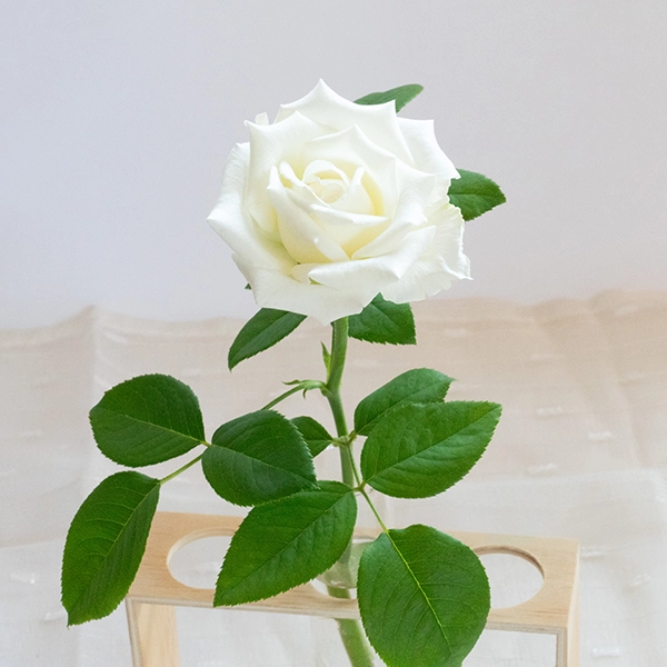 品種名ハッピーエンジェル