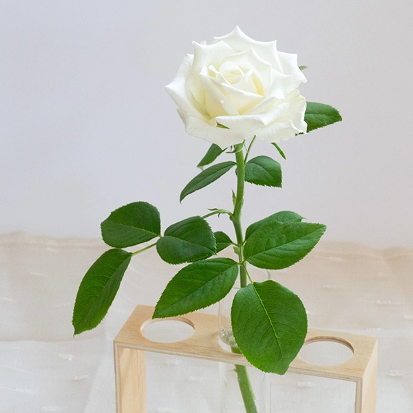 品種名ハッピーエンジェル