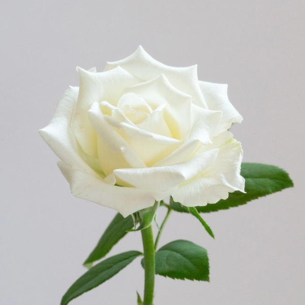 品種名ハッピーエンジェル