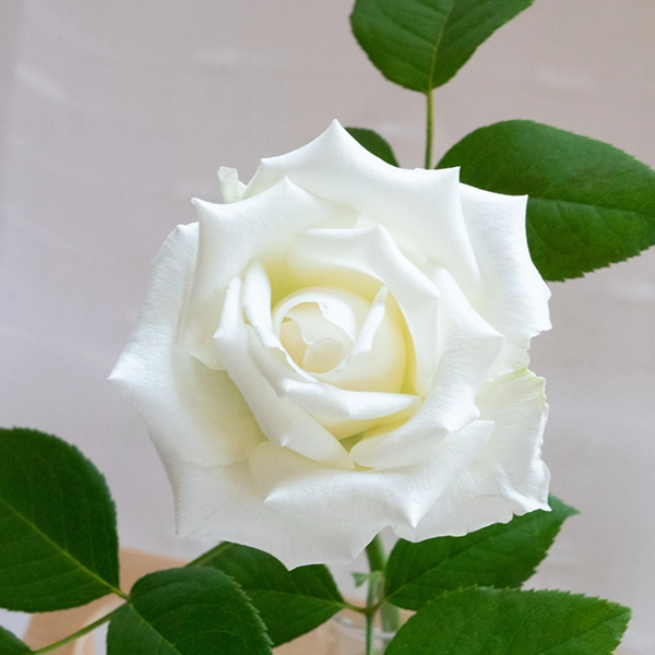 品種名ハッピーエンジェル