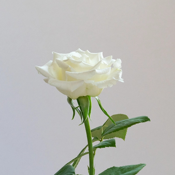 品種名ハッピーエンジェル