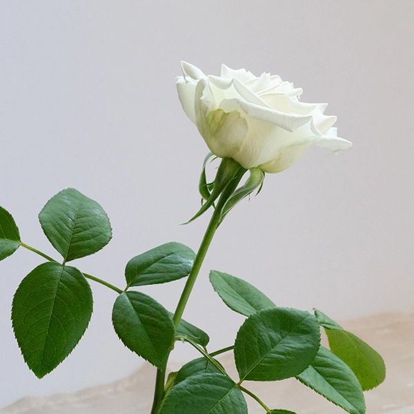 品種名ハッピーエンジェル