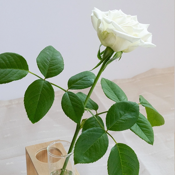 品種名ハッピーエンジェル