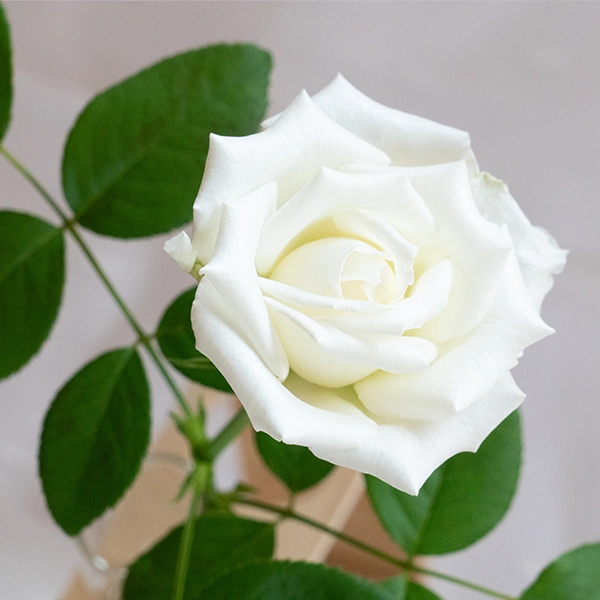 品種名ハッピーエンジェル