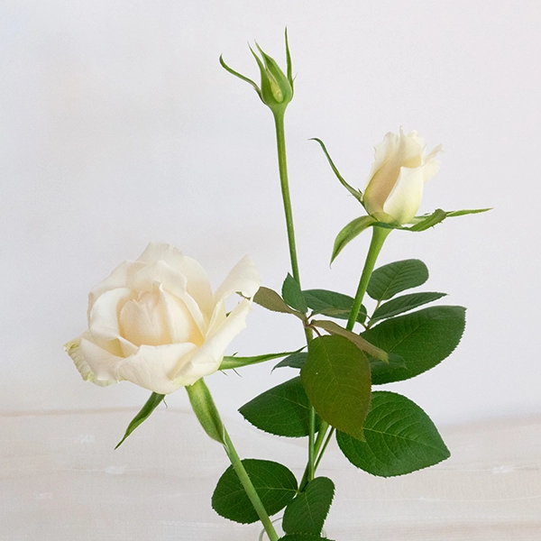 品種名ハッピーエンジェル