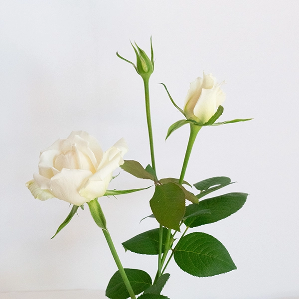 品種名ハッピーエンジェル