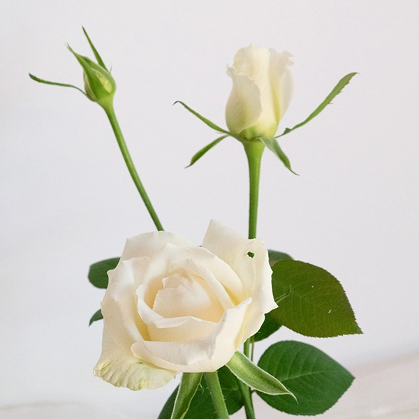 品種名ハッピーエンジェル