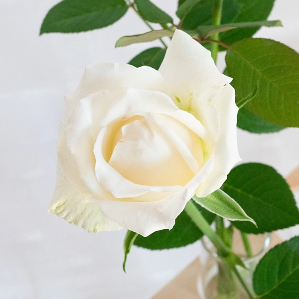 品種名ハッピーエンジェル