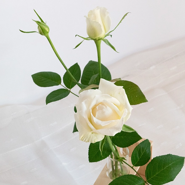 品種名ハッピーエンジェル