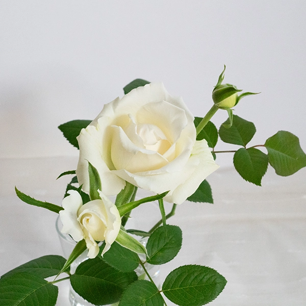 品種名ハッピーエンジェル