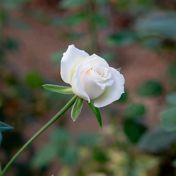 品種名ハッピーエンジェル