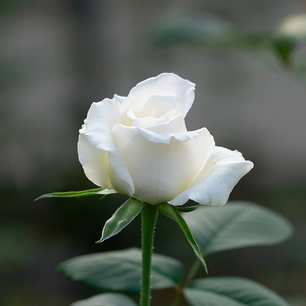 品種名ハッピーエンジェル