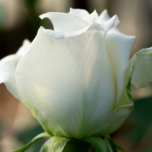 品種名ハッピーエンジェル