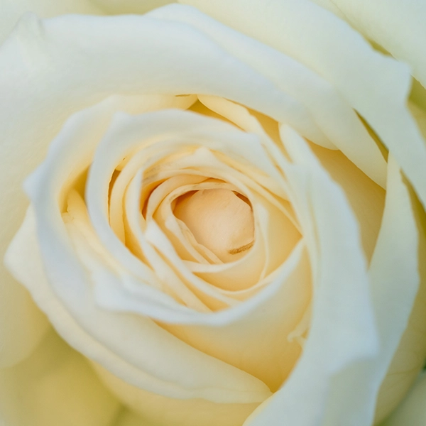 品種名ハッピーエンジェル