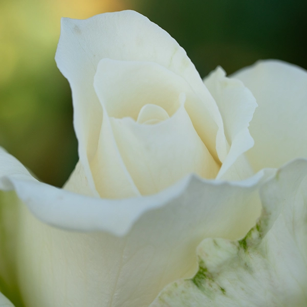 品種名ハッピーエンジェル