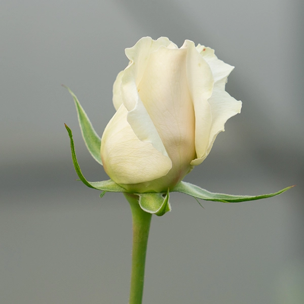 品種名ハッピーエンジェル