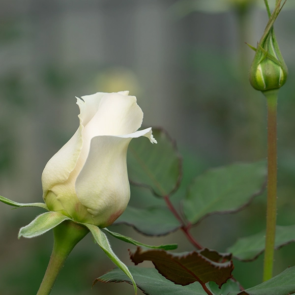 品種名ハッピーエンジェル