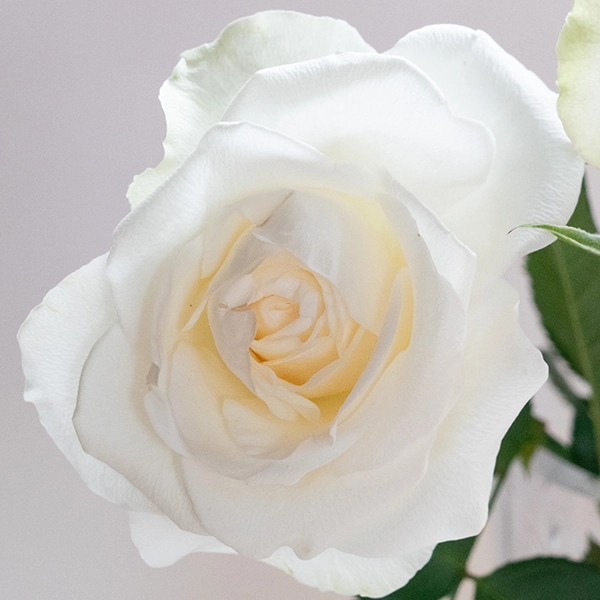 品種名ハッピーエンジェル