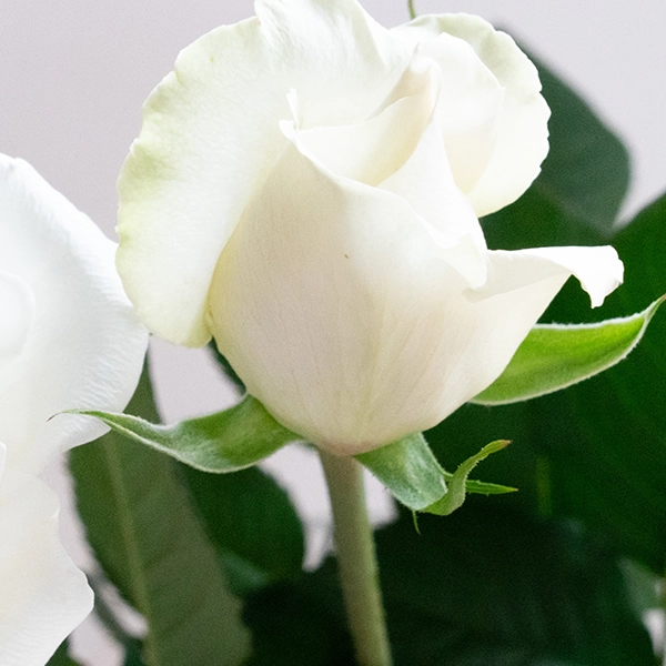 品種名ハッピーエンジェル