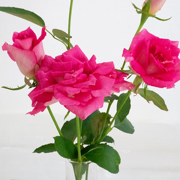 品種名ひらりん