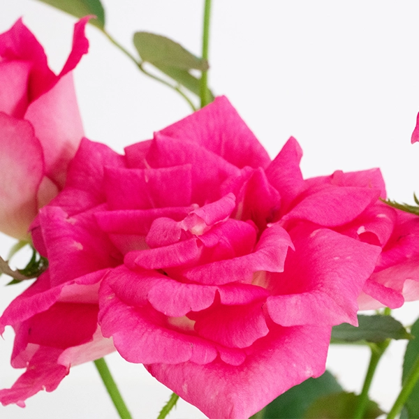 品種名ひらりん