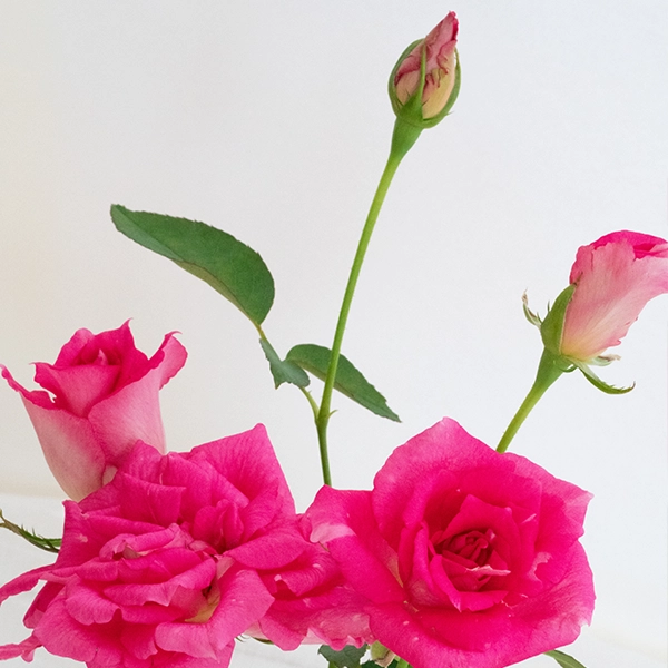 品種名ひらりん