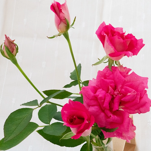 品種名ひらりん