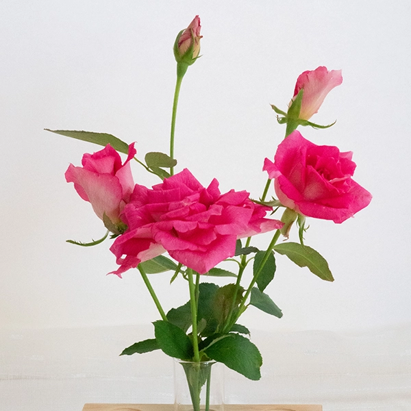 品種名ひらりん