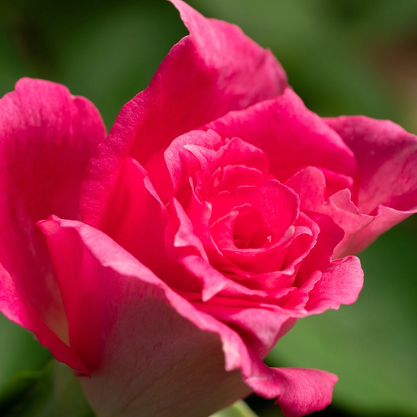 品種名ひらりん