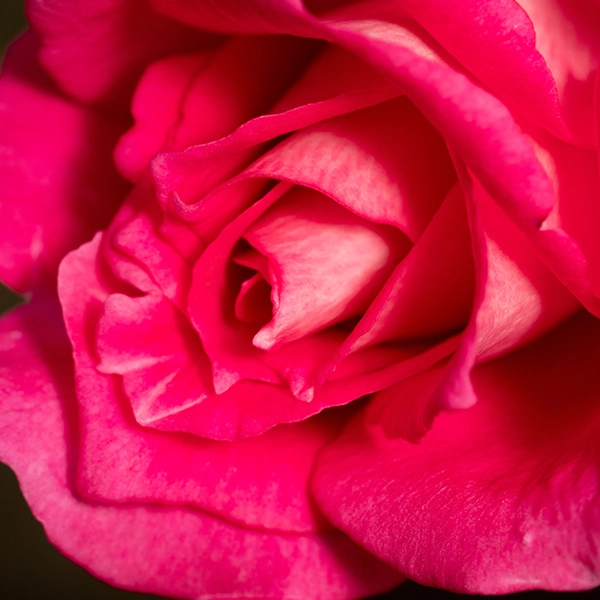 品種名ひらりん