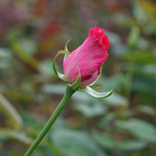 品種名ひらりん