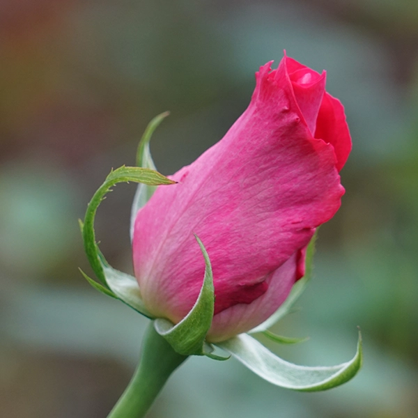 品種名ひらりん