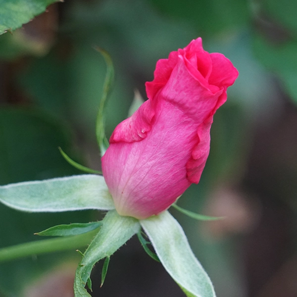 品種名ひらりん