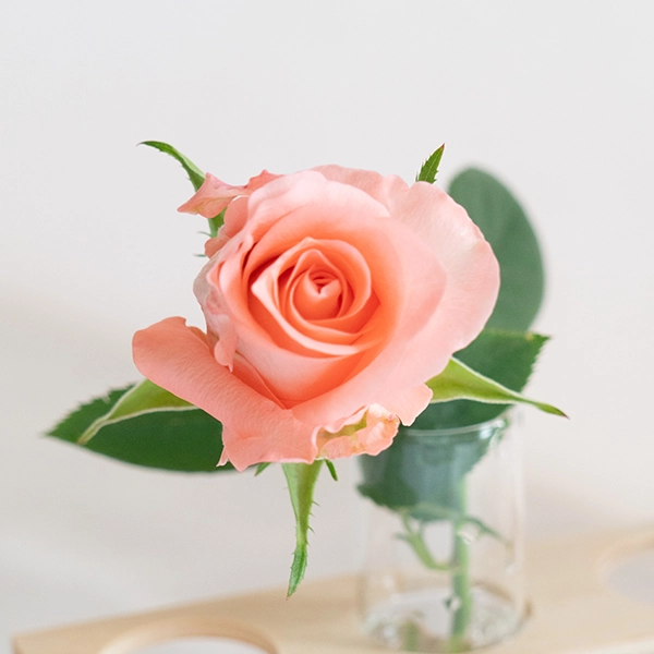 品種名インプリメンツ