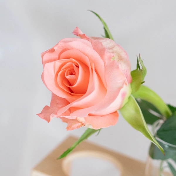 品種名インプリメンツ