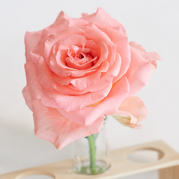 品種名インプリメンツ