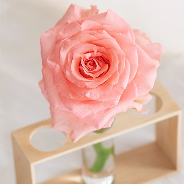 品種名インプリメンツ