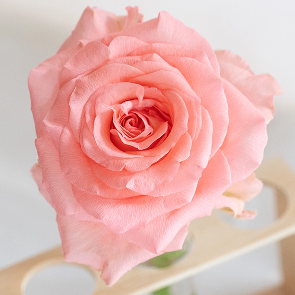 品種名インプリメンツ