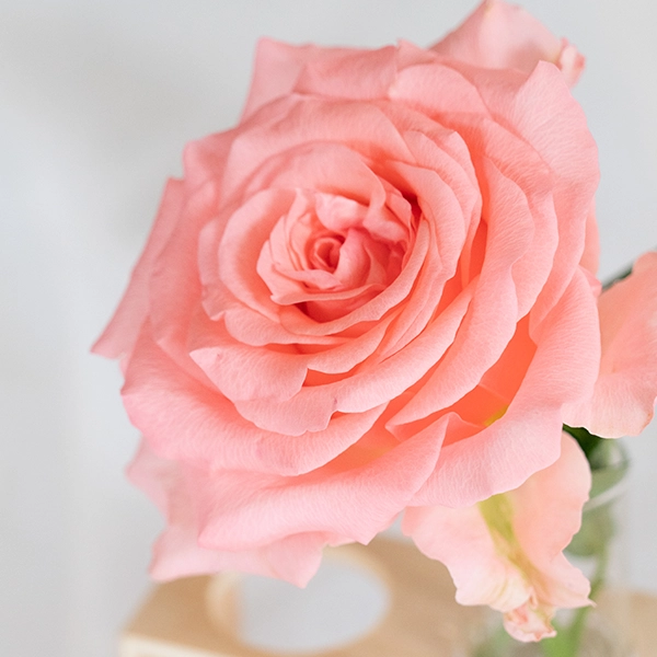 品種名インプリメンツ