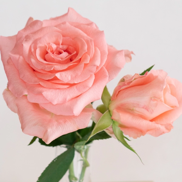 品種名インプリメンツ