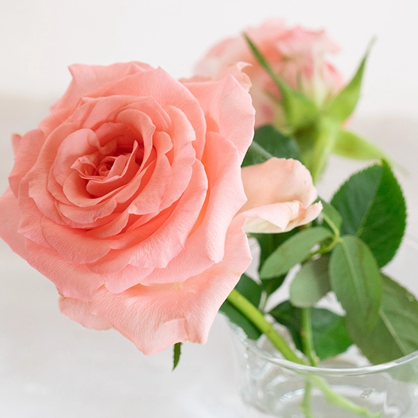 品種名インプリメンツ