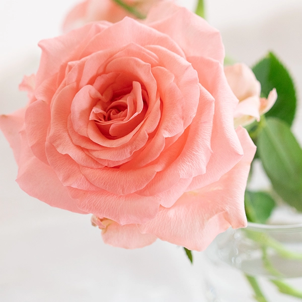 品種名インプリメンツ