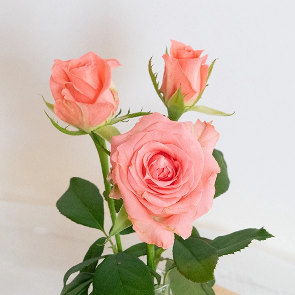 品種名インプリメンツ